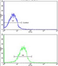 Flow cytometric analysis of MDA-231 cells staining CLUAP1 using ab135587 at 1/10 dilution (bottom histogram) compared to a negative control cell (top histogram). FITC-conjugated goat-anti-rabbit secondary antibodies were used for the analysis.