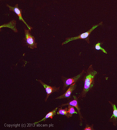 ab56885 stained HeLa cells. The cells were 4% formaldehyde fixed (10 min) and then incubated in 1%BSA / 10% normal goat serum / 0.3M glycine in 0.1% PBS-Tween for 1h to permeabilise the cells and block non-specific protein-protein interactions. The cells were then incubated with the antibody ab56885 at 5µg/ml overnight at +4°C. The secondary antibody (green) was DyLight® 488 goat anti- mouse (ab96879) IgG (H+L) used at a 1/250 dilution for 1h. Alexa Fluor® 594 WGA was used to label plasma membranes (red) at a 1/200 dilution for 1h. DAPI was used to stain the cell nuclei (blue) at a concentration of 1.43µM.
