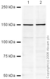 All lanes : Anti-CNAP1 antibody (ab34307) at 1 µg/mlLane 1 : HeLa (Human epithelial carcinoma cell line) Whole Cell Lysate at 10 µgLane 2 : Jurkat (Human T cell lymphoblast-like cell line) Whole Cell Lysate (ab7899) at 20 µgSecondaryIR Dye 680 conjugated Goat-Anti Rabbit IgG (H&L) at 1/15000 dilutionPerformed under reducing conditions.