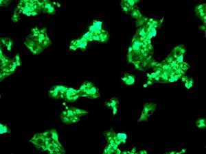 ab108323 at 1/100 dilution staining ADFP in HepG2 cells by Immunofluorescence.