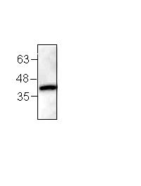 Anti-Adiponectin Receptor 1 antibody (ab101094) + 3T3 cell lysate