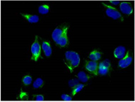 Immunocytochemistry of HeLa cells fixed in 4% PFA with purified ab126611 at a dilution of 1/400. An Alexa Fluor® goat anti-rabbit antibody was used as the secondary and the sample was counter stained wtih DAPI.