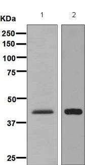 All lanes : Anti-Adiponectin Receptor 1 antibody [EPR6626] (ab126611) at 1/1000 dilution (Unpurified)Lane 1 : Human muscle lysateLane 2 : Human heart lysateLysates/proteins at 10 µg per lane.SecondaryGoat Anti-rabbit HRP at 1/2000 dilution