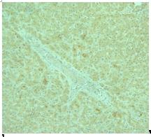 Paraffin section of human liver tissue stained with antibody to human ADPR2 receptor C-terminus ab77612 at 1/250 dilution.