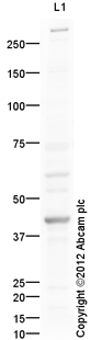 Anti-Adiponectin Receptor 2 antibody (ab113538) at 1 µg/ml + Liver (Human) Tissue Lysate - adult normal tissue (ab29889) at 10 µgSecondaryGoat Anti-Rabbit IgG H&L (HRP) preadsorbed (ab97080) at 1/5000 dilutiondeveloped using the ECL techniquePerformed under reducing conditions.