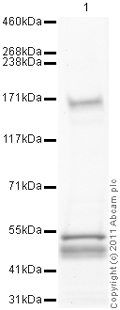 Anti-160 kD Neurofilament Medium antibody (ab64300) at 1 µg/ml + Spinal Cord (Human) Tissue Lysate - adult normal tissue (ab29188) at 10 µgSecondaryGoat Anti-Rabbit IgG H&L (HRP) preadsorbed (ab97080) at 1/5000 dilution