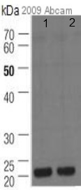 All lanes : Anti-ADP Ribosylation Factor antibody [1D9] (ab2806) at 1/500 dilutionLane 1 : Lysates prepared from human Huh-7 cellsLane 2 : Lysates prepared from human Huh-7 cellsLysates/proteins at 15000 cells per lane.SecondaryHRP-conjugated sheep polyclonal to mouse IgG at 1/10000 dilutionPerformed under reducing conditions.Observed band size : 21 kDa (why is the actual band size different from the predicted?)Exposure time :  4 minutesThis image is a courtesy of Anonymous AbreviewSee Abreview