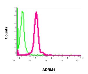 Flow cytometric analysis of permeabilized K562 cells labeling ADRM1 with ab157185 at 1/100 dilution (red), compared to a rabbit IgG negative control (green).