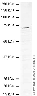 Anti-AF9 antibody (ab32719) at 1 µg/ml + Jurkat (Human T cell lymphoblast-like cell line) Whole Cell Lysate (ab7899) at 20 µgSecondaryIR Dye 680 Conjugated Goat Anti-Rabbit IgG (H+L) at 1/15000 dilutionPerformed under reducing conditions.