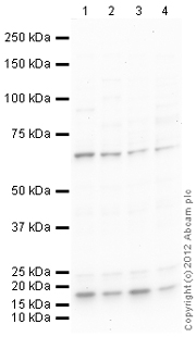 All lanes : Anti-AF9 antibody (ab124626) at 1 µg/mlLane 1 : HepG2 (Human hepatocellular liver carcinoma cell line) Whole Cell LysateLane 2 : HeLa (Human epithelial carcinoma cell line) Whole Cell Lysate Lane 3 : Jurkat (Human T cell lymphoblast-like cell line) Whole Cell LysateLane 4 : HEK293 (Human embryonic kidney cell line) Whole Cell LysateLysates/proteins at 10 µg per lane.SecondaryGoat Anti-Rabbit IgG H&L (HRP) (ab97051) at 1/10000 dilutiondeveloped using the ECL techniquePerformed under reducing conditions.