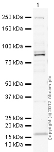 Anti-Ago1 antibody (ab18190) at 1 µg/ml + S.pombe Whole Cell Lysate at 10 µgSecondaryGoat Anti-Rabbit IgG H&L (HRP) preadsorbed (ab97080) at 1/5000 dilution