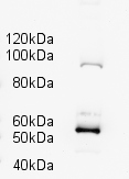 Anti-Ago2 / eIF2C2 antibody (ab5072) at 1/500 dilution + Drosophila lysate at 20 µgSecondaryGoat Anti-Rabbit IgG H&L (HRP) (ab6721)