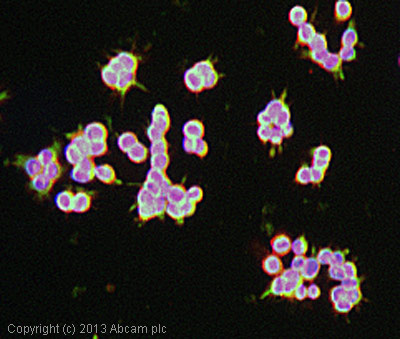 ICC/IF image of ab16765 stained HCT116 cells. The cells were 100% methanol fixed (5 min) and then incubated in 1%BSA / 10% normal goat serum / 0.3M glycine in 0.1% PBS-Tween for 1h to permeabilise the cells and block non-specific protein-protein interactions. The cells were then incubated with the antibody (ab16765, 10µg/ml) overnight at +4°C. The secondary antibody (green) was ab96879, DyLight® 488 goat anti-mouse IgG (H+L) used at a 1/250 dilution for 1h. Alexa Fluor® 594 WGA was used to label plasma membranes (red) at a 1/200 dilution for 1h. DAPI was used to stain the cell nuclei (blue) at a concentration of 1.43µM