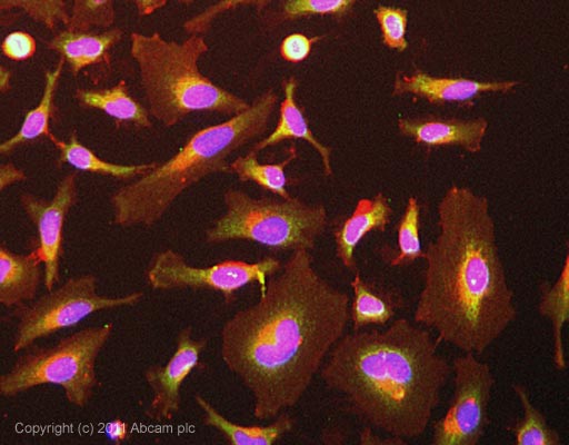 ICC/IF image of ab82400 stained HeLa cells. The cells were 100% methanol fixed (5 min) and then incubated in 1%BSA / 10% normal goat serum / 0.3M glycine in 0.1% PBS-Tween for 1h to permeabilise the cells and block non-specific protein-protein interactions. The cells were then incubated with the antibody (ab82400, 10µg/ml) overnight at +4°C. The secondary antibody (green) was ab96879, DyLight® 488 goat anti-mouse IgG (H+L) used at a 1/250 dilution for 1h.Alexa Fluor® 594 WGA was used to label plasma membranes (red) at a 1/200 dilution for 1h. DAPI was used to stain the cell nuclei (blue) at a concentration of 1.43µM.