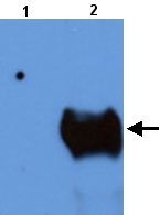 All lanes : Anti-2 Hydroxy phytanoyl CoA lyase antibody (ab24423) at 1/1000 dilutionLane 1 : Total protein extract from E. coli with ~50ng to 100ng of a negative control fusion protein with an irrelevant antigen at 20 ugLane 2 : Total protein extract from E. coli with ~50ng to 500ng of the antigen fusion protein at 20 ugSecondaryRabbit anti-mouse IgG + IgM, (H+L) horseradish peroxidase conjugated at 1/5000 dilution