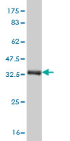 Western blot against tagged recombinant protein immunogen using ab58366 AIBZIP antibody at 1ug/ml.