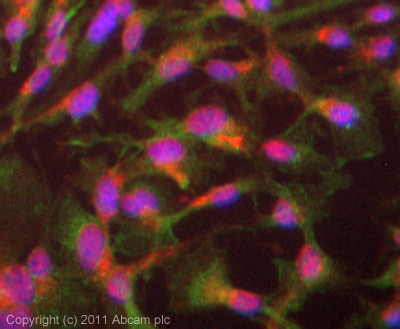 ICC/IF image of ab93596 stained HepG2 cells. The cells were 4% formaldehyde (10 min) and then incubated in 1%BSA / 10% normal goat serum / 0.3M glycine in 0.1% PBS-Tween for 1h to permeabilise the cells and block non-specific protein-protein interactions. The cells were then incubated with the antibody (ab93596, 5µg/ml) overnight at +4°C. The secondary antibody (green) was ab96899 Dylight 488 goat anti-rabbit IgG (H+L) used at a 1/250 dilution for 1h. Alexa Fluor® 594 WGA was used to label plasma membranes (red) at a 1/200 dilution for 1h. DAPI was used to stain the cell nuclei (blue) at a concentration of 1.43µM.
