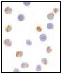 ab59361 at 10µg/ml, staining human AID in Ramos cells