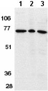 All lanes : Anti-AIF antibody (ab1998) at 1 µg/mlLane 1 : K562 cell lysate Lane 2 : Rat heart tissue lysateLane 3 : Mouse heart tissue lysate