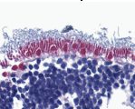 Immunohistochemistry of AIF in human retina with anti-AIF (IN) at 10 µg/ml. 
