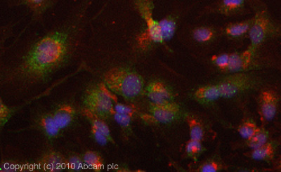 ICC/IF image of ab87307 stained HepG2 cells. The cells were 4% formaldehyde fixed (10 min) and then incubated in 1%BSA / 10% normal goat serum / 0.3M glycine in 0.1% PBS-Tween for 1h to permeabilise the cells and block non-specific protein-protein interactions. The cells were then incubated with the antibody ab87307 at 5µg/ml overnight at +4°C. The secondary antibody (green) was Alexa Fluor® 488 goat anti- rabbit IgG (H+L) used at a 1/1000 dilution for 1h. Alexa Fluor® 594 WGA was used to label plasma membranes (red) at a 1/200 dilution for 1h. DAPI was used to stain the cell nuclei (blue) at a concentration of 1.43µM.