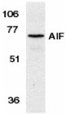 Anti-AIF antibody (ab1999) at 1 µg/ml + K562 cell lysate 