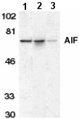 All lanes : Anti-AIF antibody (ab2086) at 1 µg/mlLane 1 : K562 cell lysate Lane 2 : Mouse liver tissue lysateLane 3 : Rat liver tissue lysate