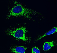 Immunocytochemistry analysis using ab110327 at 5µg/ml staining AIF in HeLa cells (4% paraformaldehyde fixed and Triton X-100 permeabilized). The secondary antibody was (green) Alexa Fluor® 488 goat anti-mouse IgG (H+L) used at a 1/1000 dilution for 1 hour. DAPI was used to stain the cell nuclei (blue). Target protein locates mainly in mitochondria.