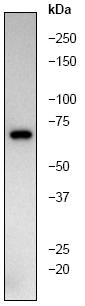 Anti-AIF antibody [E20] - Mitochondrial Marker (ab32516) at 1/1000 dilution + K562 cell lysate
