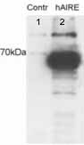 All lanes : Anti-AIRE antibody - ChIP Grade (ab13573) at 0.01 µg/mlLane 1 : HEK293 cell lysate, untransfectedLane 2 : HEK293 cell lysate, transfected with human AIRE