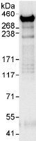 Detection of AKAP13 by Western Blot of Immunprecipitate. An antibody to AKAP13 at 0.1 µg/ml staining AKAP13 in HeLa whole cell lysate immunoprecipitated using ab99318 at 3 µg/mg lysate (1 mg/IP; 20% of IP loaded/lane). Detection: Chemiluminescence with exposure time of 10 seconds.