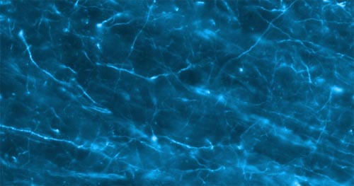 ab7795 at a dilution of 1/1000, staining 200 kD Neurofilament Heavy  (Alexa 488 secondary at 1/2000) in rat brain tissue (30µm thick coronal sections) on free floating IHC (see protocol link for detailed description). Image taken with a 40x objective. No labeling observed following omission of primary antibody.Sections were viewed using an Axioplan 2 Imaging microscope (Imaging Associates) fitted with 10x, 20x and 40x Plan-Neofluorobjectives (Zeiss, Germany) and images were taken using a AxioCam Hrm digital camera (Zeiss, Germany) and AxioVision software (Imaging Associates).