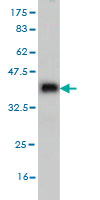 Western blot against tagged recombinant protein immunogen using ab56551 AKAP4 antibody at 1ug/ml. 