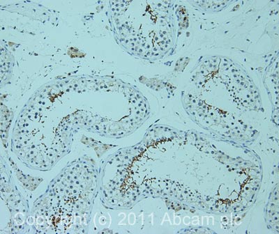 IHC image of ab56551 staining in human normal testis formalin fixed paraffin embedded tissue section, performed on a Leica BondTM system using the standard protocol F. The section was pre-treated using heat mediated antigen retrieval with sodium citrate buffer (pH6, epitope retrieval solution 1) for 20 mins. The section was then incubated with ab56551, 1µg/ml, for 15 mins at room temperature and detected using an HRP conjugated compact polymer system. DAB was used as the chromogen. The section was then counterstained with haematoxylin and mounted with DPX.For other IHC staining systems (automated and non-automated) customers should optimize variable parameters such as antigen retrieval conditions, primary antibody concentration and antibody incubation times.