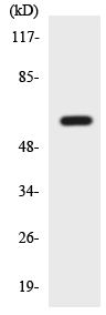 Anti-26S Proteasome regulatory subunit p55 antibody (ab137932) at 1/500 dilution + HT29 cell lysate at 30 µg