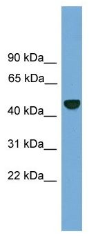 Anti-26S Proteasome regulatory subunit p55 antibody (ab104740) at 1 µg/ml + HCT15 cell lysate at 10 µg