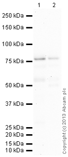 All lanes : Anti-5 Lipoxygenase antibody (ab103765) at 1 µg/ml (Milk blocking 1%)Lane 1 : Lung (Human) Tissue LysateLane 2 : Spleen (Human) Tissue Lysate - adult normal tissueLysates/proteins at 20 µg per lane.SecondaryGoat Anti-Rabbit IgG H&L (HRP) (ab97051) at 1/10000 dilutiondeveloped using the ECL techniquePerformed under reducing conditions.