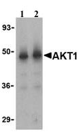 Lane 1 :  Anti-AKT1 antibody (ab25893) at 1 µg/mlLane 2 :  Anti-AKT1 antibody (ab25893) at 2 µg/mlLane 1 : Human liver cell lysateLane 2 : Human liver cell lysate