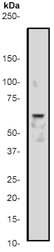 Anti-AKT1 antibody [Y90] (ab32510) at 1/1000 dilution + MCF7 cell lysate