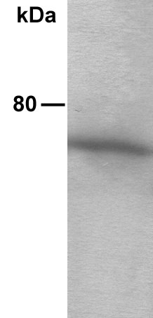 Anti-AKT2 antibody (ab13991) at 1/500 dilution + mouse skin, whole tissue lysate at 4 µgSecondaryGoat Anti-Mouse IgG H&L (HRP) (ab6789) at 1/3000 dilutiondeveloped using the ECL techniquePerformed under reducing conditions.