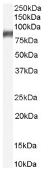 Anti-5 Lipoxygenase antibody (ab53514) at 0.3 µg/ml + Rat Stomach lysate (35µg protein in RIPA buffer).