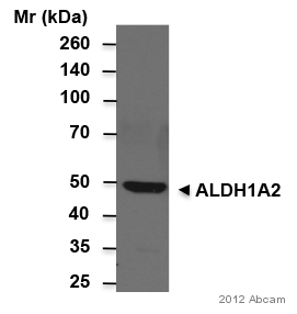 Anti-ALDH1A2 antibody (ab96060) + HeLa cell lysate at 100 µgSecondaryHRP-conjugated goat anti-rabbit polyclonal IgG at 1/4000 dilutiondeveloped using the ECL techniquePerformed under reducing conditions.