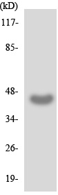 Anti-5-oxo-ETE GPCR antibody (ab138025) at 1/500 dilution + HUVEC cell lysate at 30 µg