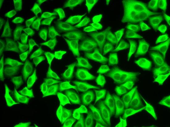 Immunofluorescence analysis of A549 cells, labeling ALDH4A1 using ab196612 at a 1/50 dilution.
