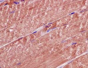 Immunohistochemical analysis of paraffin-embedded Mouse skeletal muscle tissue labeling ALDH4A1 with ab185208 at 1/250 dilution. Counter stain Hematoxylin.