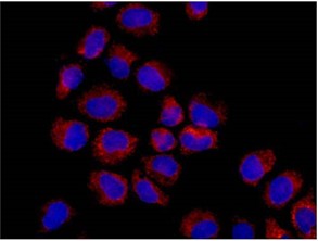 Immunofluorescent analysis of -20℃ acetone fixed HeLa cells labeling ALDH4A1 with ab185208 at 1/250 dilution (red). Secondary antibody: Goat anti rabbit IgG (Alexa Fluor®555) at a 1/200 dilution. Counterstained with Dapi (blue).