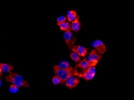 Immunofluorescence analysis of, paraformaldehyde-fixed, HepG2 cells labeling ALDH4A1 with ab181256 at a 1/1000 dilution. As secondary antibody Goat anti rabbit IgG (Alexa Fluor®555) was used at a 1/200 dilution. In blue DAPI staining.
