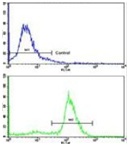 Flow cytometry of ATDC5 cells labeling ALDH5A1 using ab190071 at 1/10 dilution (bottom histogram) compared to a negative control cell (top histogram). FITC-conjugated goat-anti-rabbit secondary antibodies were used for the analysis.