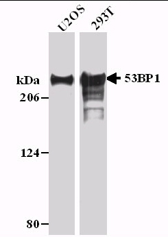 All lanes : Anti-53BP1 antibody (ab36823) at 1/1000 dilutionLane 1 : U2OS cell lysateLane 2 : 293T cell lysateLysates/proteins at 20 µg per lane.developed using the ECL technique