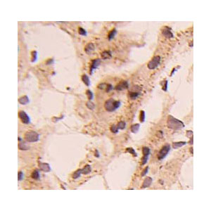 Ab67204 staning of Adolase in human liver tissue lysate.